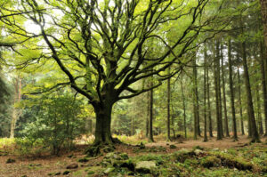 LOCATION GITES FORET DE BROCELIANDE