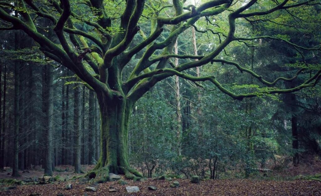 gite foret de broceliande